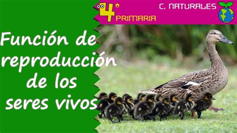 Ciencias De La Naturaleza 4º Primaria Tema 4 Función De Reproducción