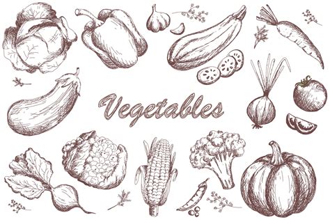 Sketch vegetables set. garden vegetable collection 3087071 Vector Art at Vecteezy