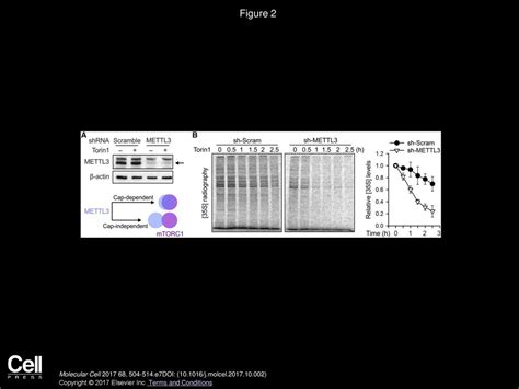 M6a Facilitates Eif4f Independent Mrna Translation Ppt Download