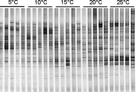 Denaturing Gradient Gel Electrophoresis Dgge Fingerprint Of 16s Rrna Download Scientific