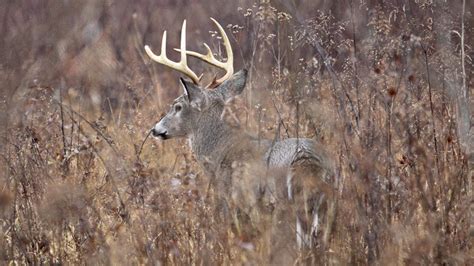 Louisiana Sportsman