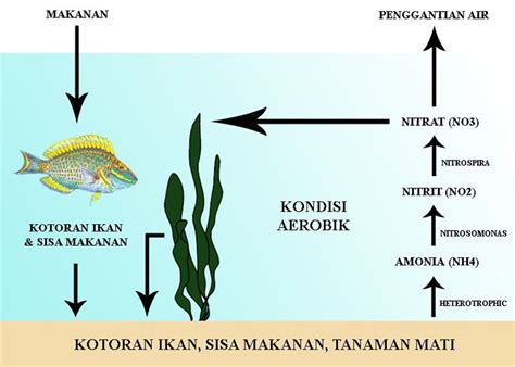 Nitrifikasi Dan Denitrifikasi Fishery Iblog