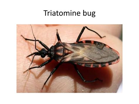 American Trypanosomiasis Chagas Diseasepptx