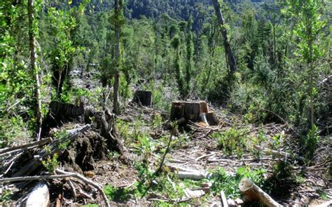 Denuncian Deforestaci N Indiscriminada En Comunidad De Santa Elena De