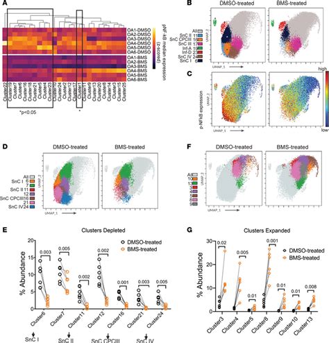 Effect Of Nf κb Pathway Inhibition On The Oa Chondrocyte Landscape A