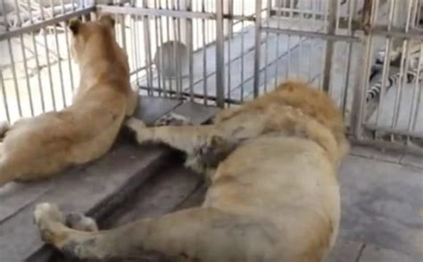 Ce Couple De Lions De Cirque Sort Pour La 1re Fois De Leur Cage Et