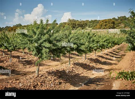 Intensive Cultivation Hi Res Stock Photography And Images Alamy