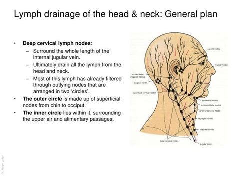 Anatomy Of The Lymphatic System