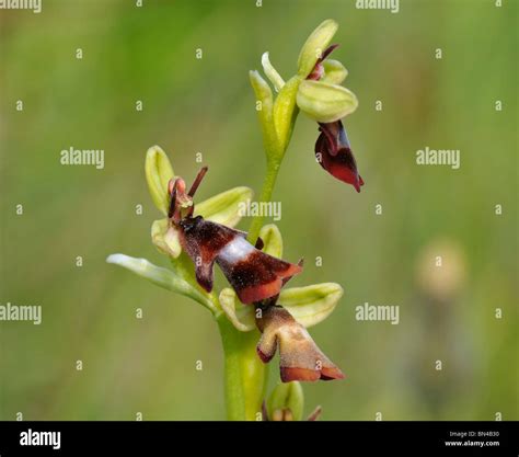 Fly Orchid Ophrys Insectifera Stock Photo Alamy