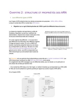 Chapitre Structure Et Propri T S De L Adn G N Tique Mol Culaire