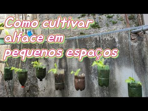 Como Cultivar Alface E Cheiro Verde Em Garrafas Pet E Em Pequenos