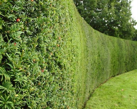 The best living fence plants, according to experts | Gardeningetc