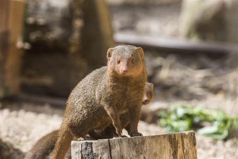 Dwarf mongoose | London Zoo