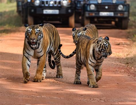 Tiger Cubs in India | Pugdundee Safaris