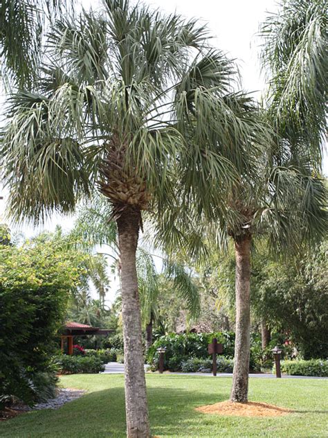 Cabbage Palmetto Palm Tree Sabal Palmetto Urban Palms