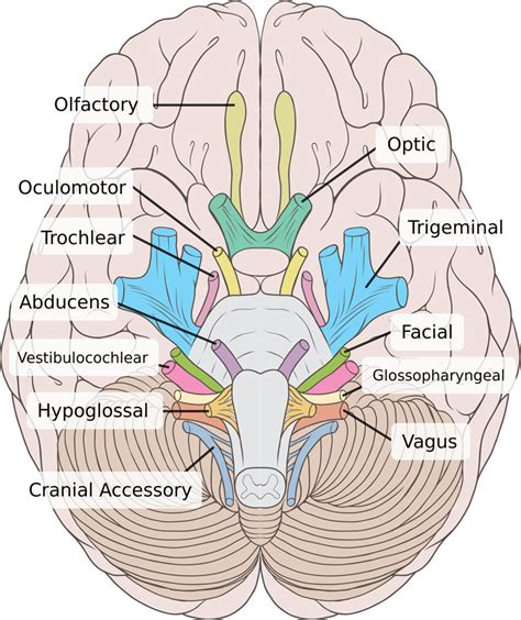 Auditory Pathways Integrated Mcat Course