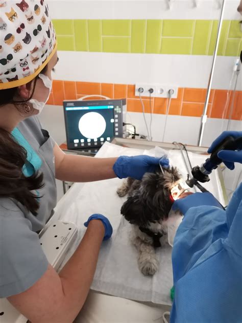 Endoscopia Veterinaria Y Laparoscopia Borriol VetSalut