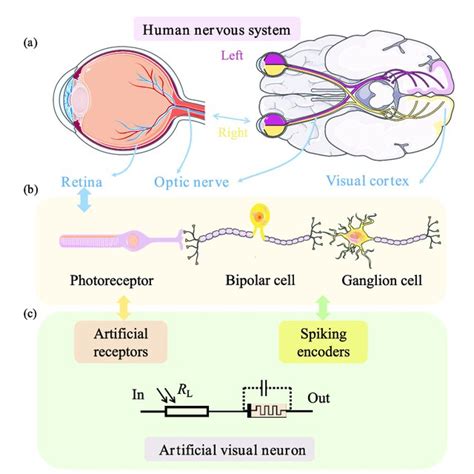 Schematic diagram of human visual system and artificial visual neuron:... | Download Scientific ...