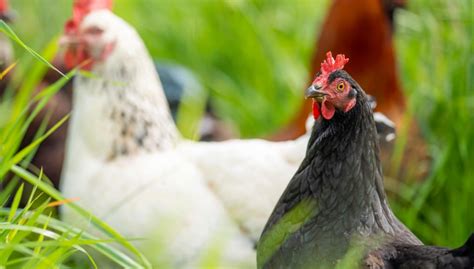 Best Chicken Breeds For Australia The Happy Chicken Coop