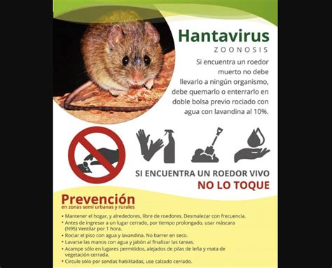 Alerta En EEUU Mujer Fallece Por Peligroso Virus HANTA