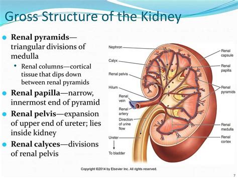 The Ultimate Guide To Chapter The Urinary System Answer Key All