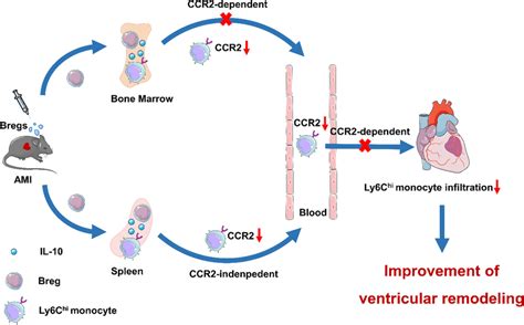 Bregs Ameliorate Ventricular Remodeling After Mi By Modulating Monocyte