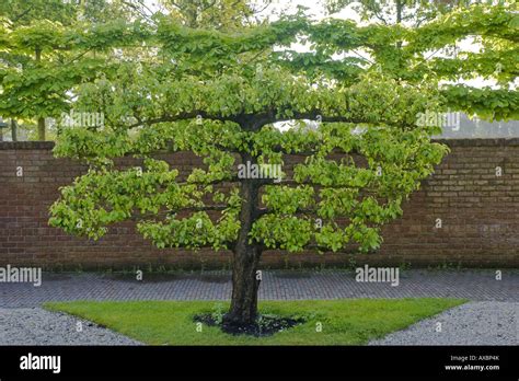 Fruit Trees - Home Gardening Apple, Cherry, Pear, Plum: Espalier Fruit ...