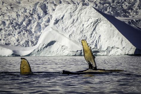 Reasons To Visit Antarctica Antarctica Photography Tours