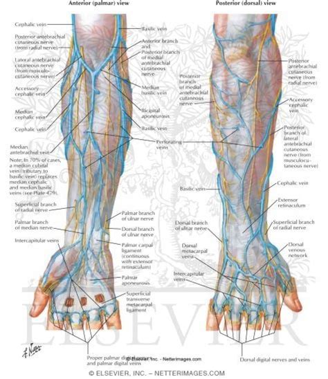 Cutaneous Nerves Of Forearm