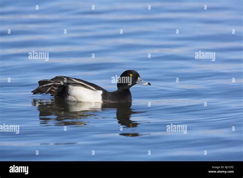 Tufted Duck Aythya Fuligula Male Swimming On Blue Water At Slimbridge