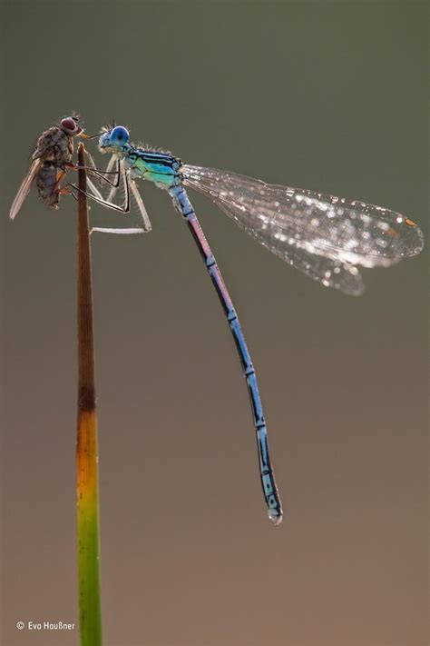 Wildlife Photographer Of The Year People S Choice Award In Pictures