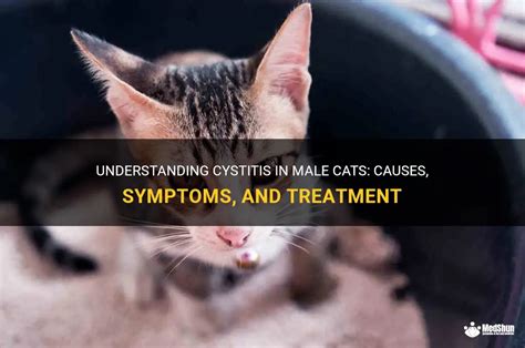 Understanding Cystitis In Male Cats Causes Symptoms And Treatment Medshun