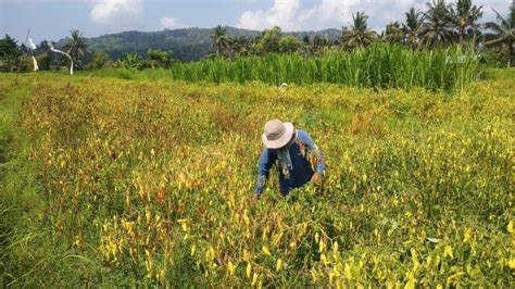 Padi Gagal Panen Cabai Layu Dan Mati Kemarau Panjang Memukul Habis