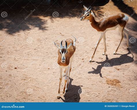 La Dama Gazelle Nanger Dama Aussi Connue Sous Le Nom D Addra Gazelle Ou