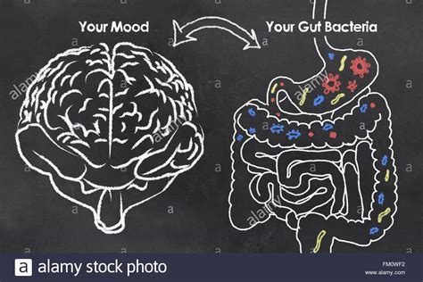 Mood And Gut Bacteria With Chalk On Blackboard Stock Photo Alamy