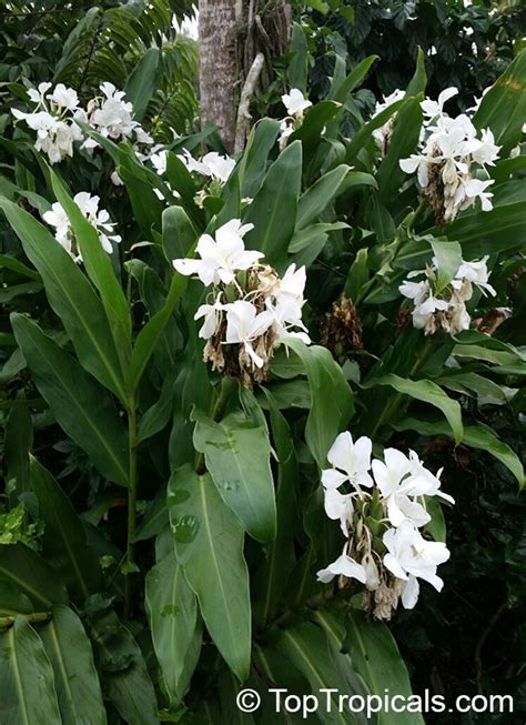 Hedychium Coronarium White Ginger Butterfly Ginger Lily