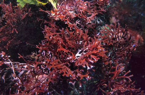 Sea Moss Irish Moss The Best 8 Benefits Of The Red Seaweed Drink