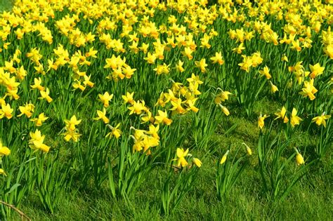 Flor Narciso: significado, características e cultivo - Blog da Cobasi