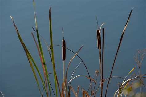 Co Sadzi W Oczku Wodnym I Stawie Uprawa Ro Lin Ogrodosfera Pl