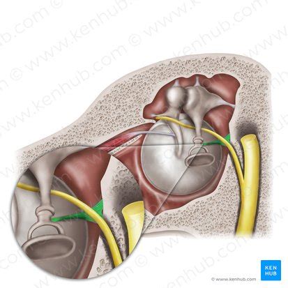 Stapedius: Anatomy, function and clinical relations | Kenhub