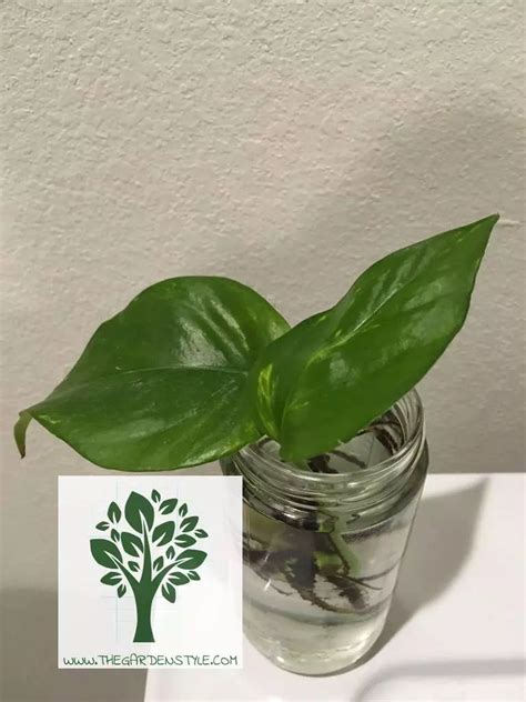 How to Propagate Pothos in Water Step by Step - The Garden Style