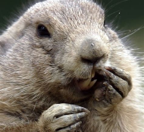 Groundhog Baby - Animal Facts Encyclopedia