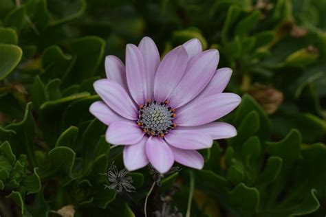 Margarita Africana Osteospermum Foto Gratis En Pixabay Pixabay