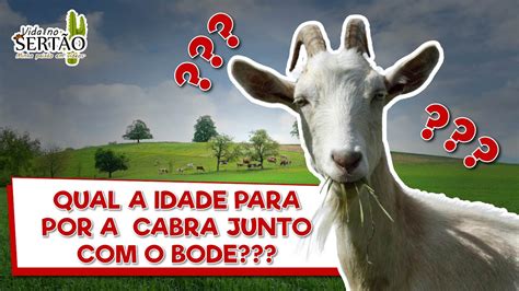 Qual A Idade Para Por A Cabra Junto O Bode Youtube