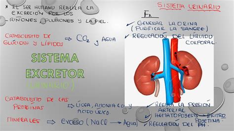 Resúmenes de Sistema excretor Descarga apuntes de Sistema excretor