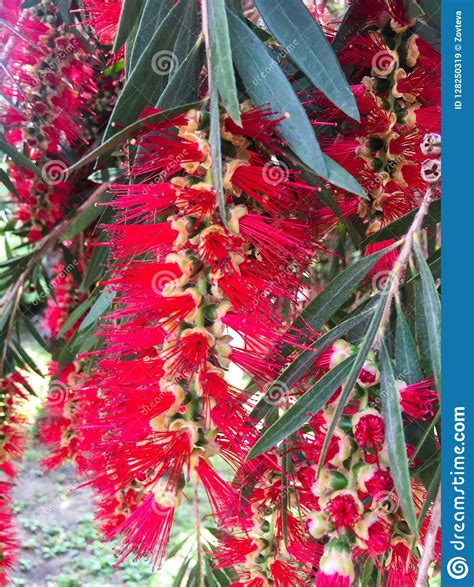 Red Bottlebrush Flower Stock Image Image Of Nectar 128250319