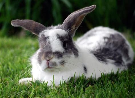 Gray And White Bunny Puppies And Kittens Oh My Pinterest