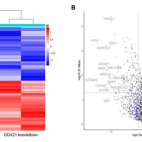 Heatmap And Volcano Plot In Colorectal Cancer Cells With The Knockdown