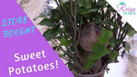 Grow Your Own Sweet Potatoes How I Started My Sweet Potato Slips Youtube