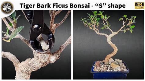 Tiger Bark Ficus Correcting Reverse Taper YouTube